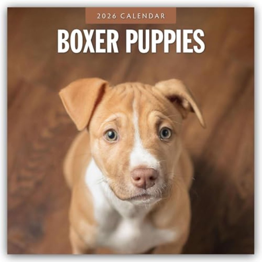 Boxer Puppies 2026 Square Wall Calendar