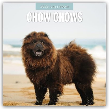 Chow Chows 2026 Square Wall Calendar