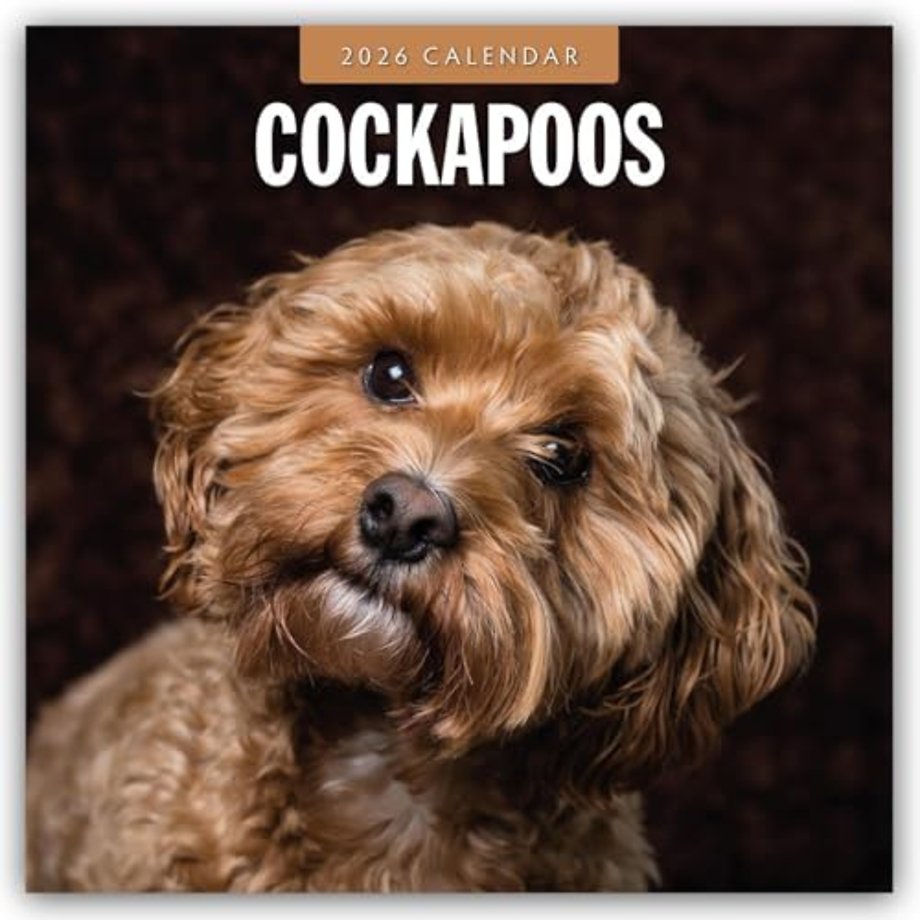 Cockapoos 2026 Square Wall Calendar