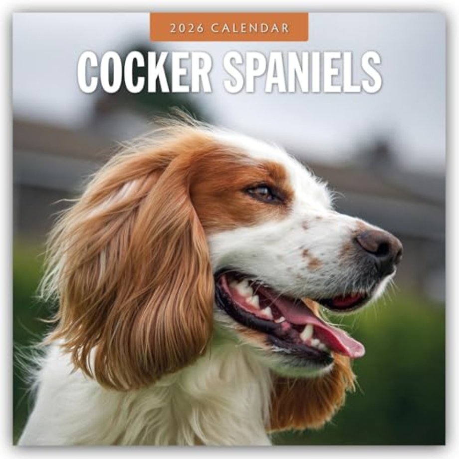 Cocker Spaniels 2026 Square Wall Calendar