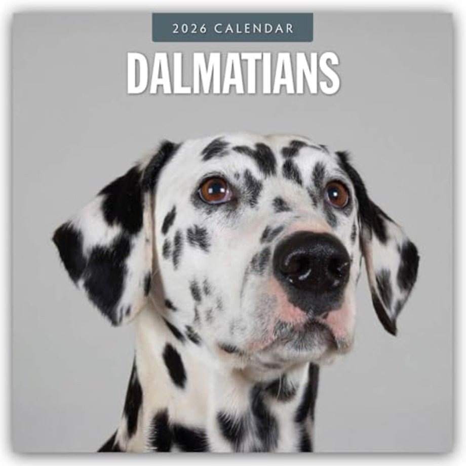 Dalmatians 2026 Square Wall Calendar