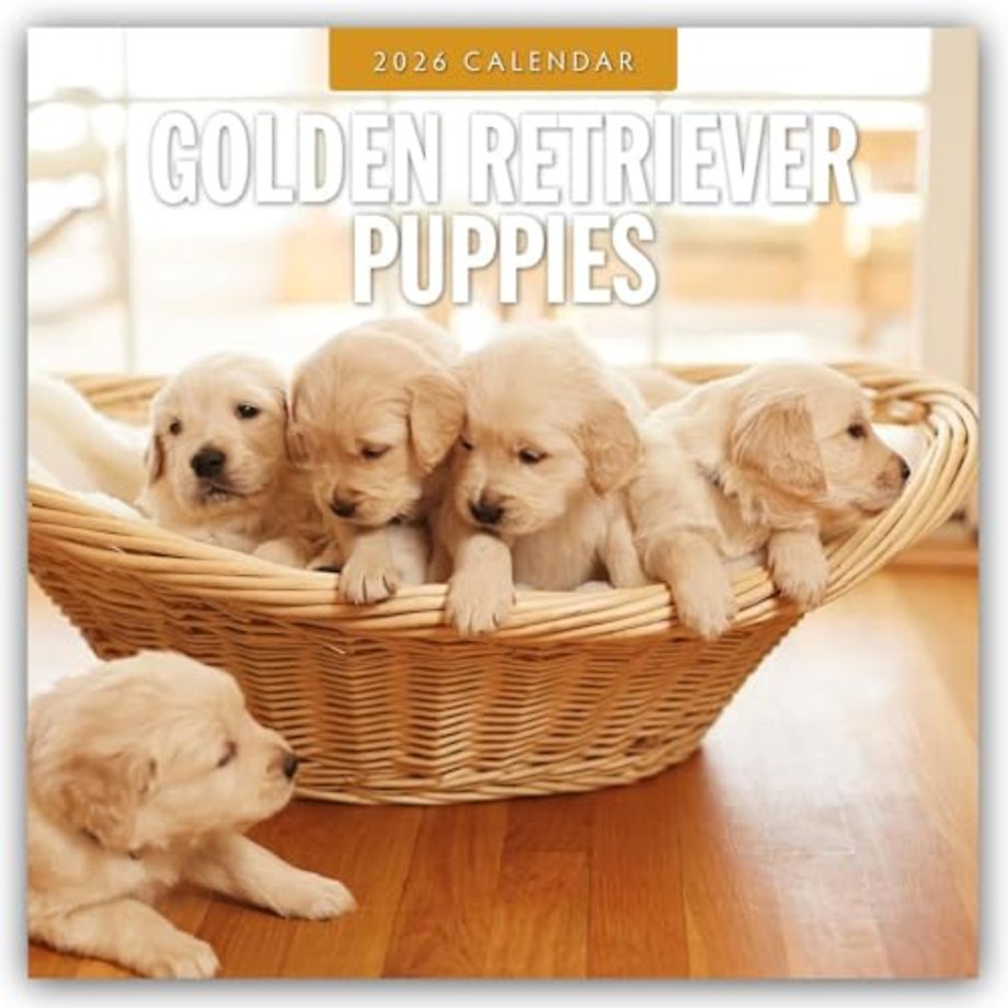 Golden Retriever Puppies 2026 Square Wall Calendar