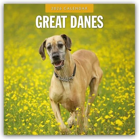 Great Danes 2026 Square Wall Calendar