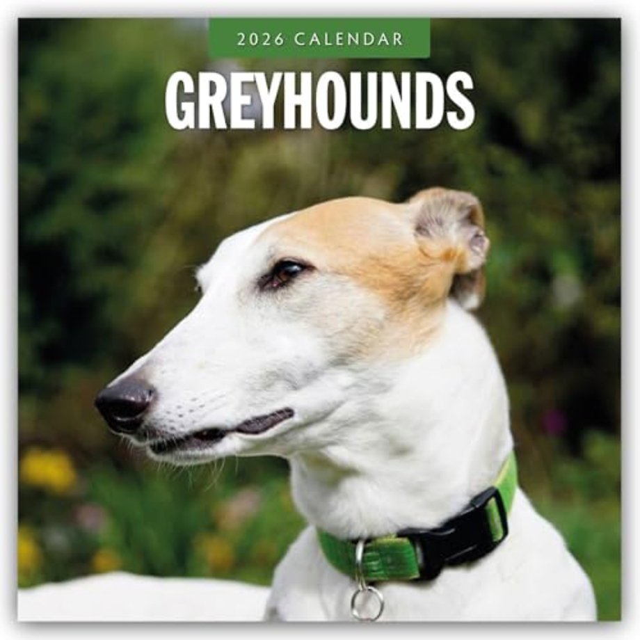Greyhounds 2026 Square Wall Calendar