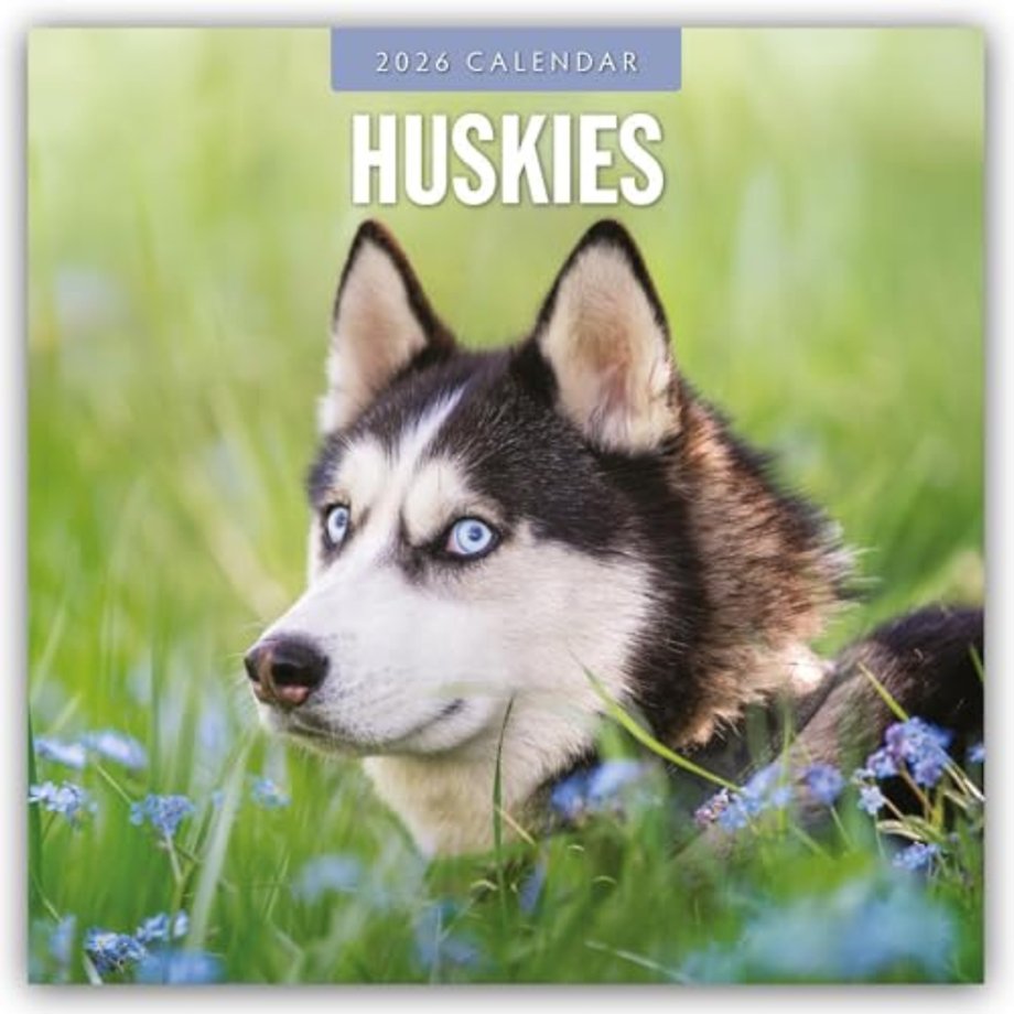 Huskies 2026 Square Wall Calendar