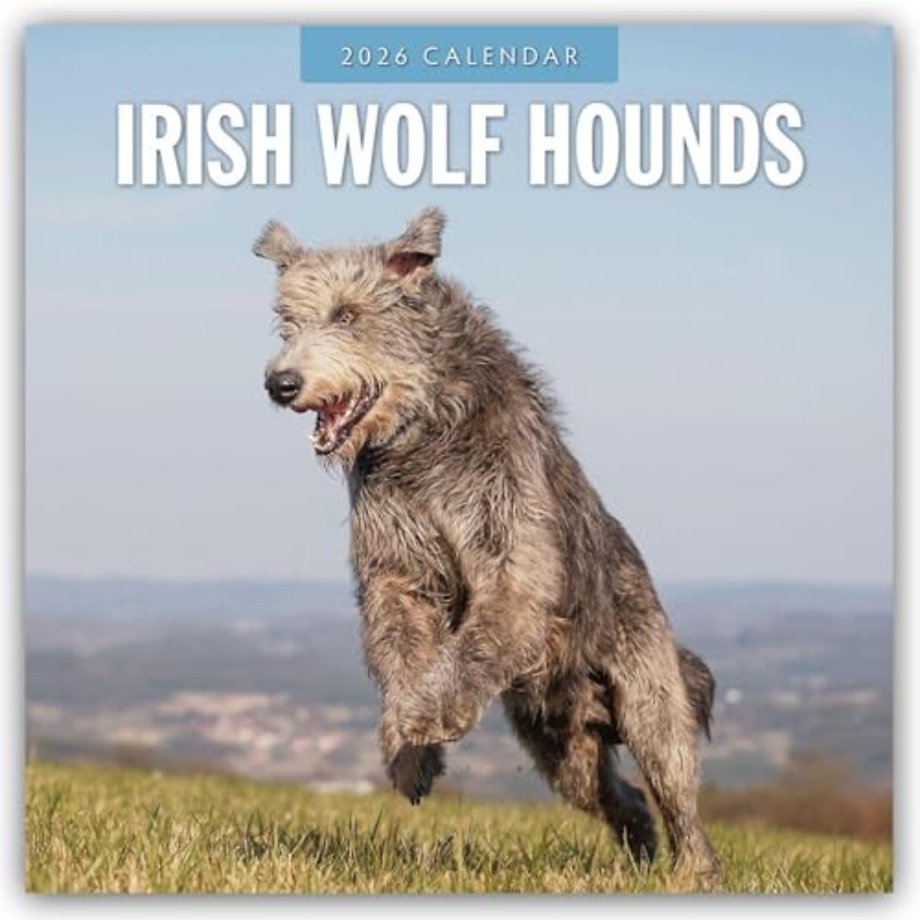 Irish Wolf Hounds 2026 Square Wall Calendar