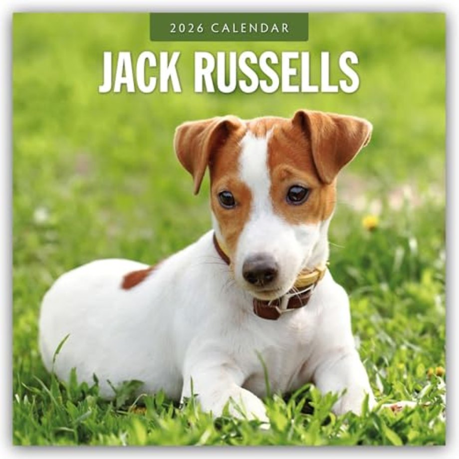 Jack Russells  2026 Square Wall Calendar