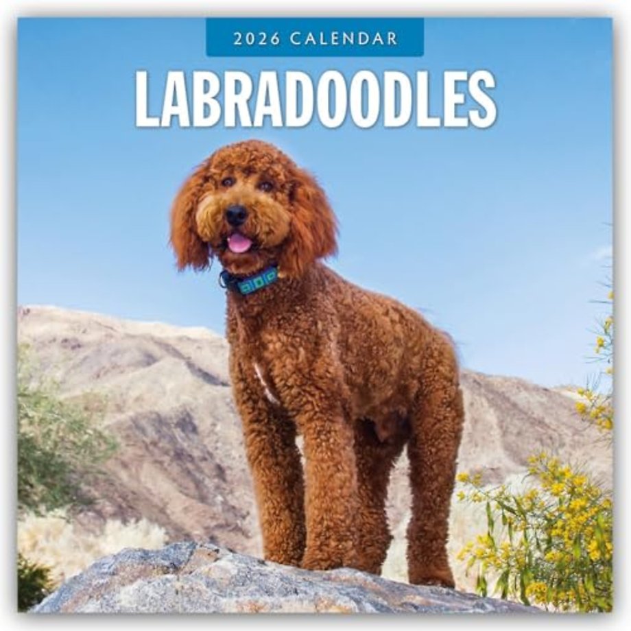Labradoodles 2026 Square Wall Calendar