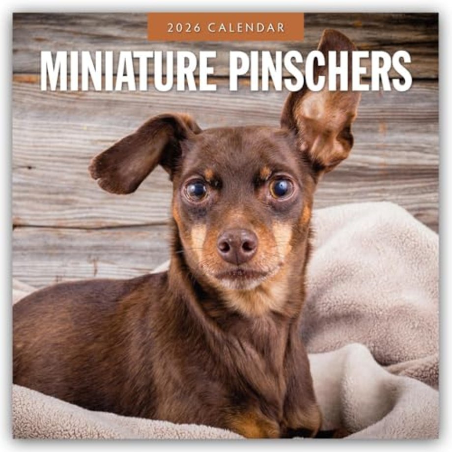 Miniature Pinschers 2026 Square Wall Calendar