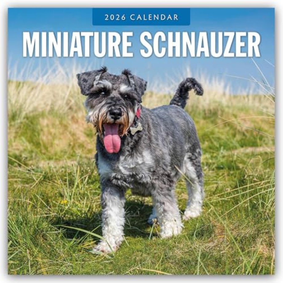 Miniature Schnauzer  2026 Square Wall Calendar