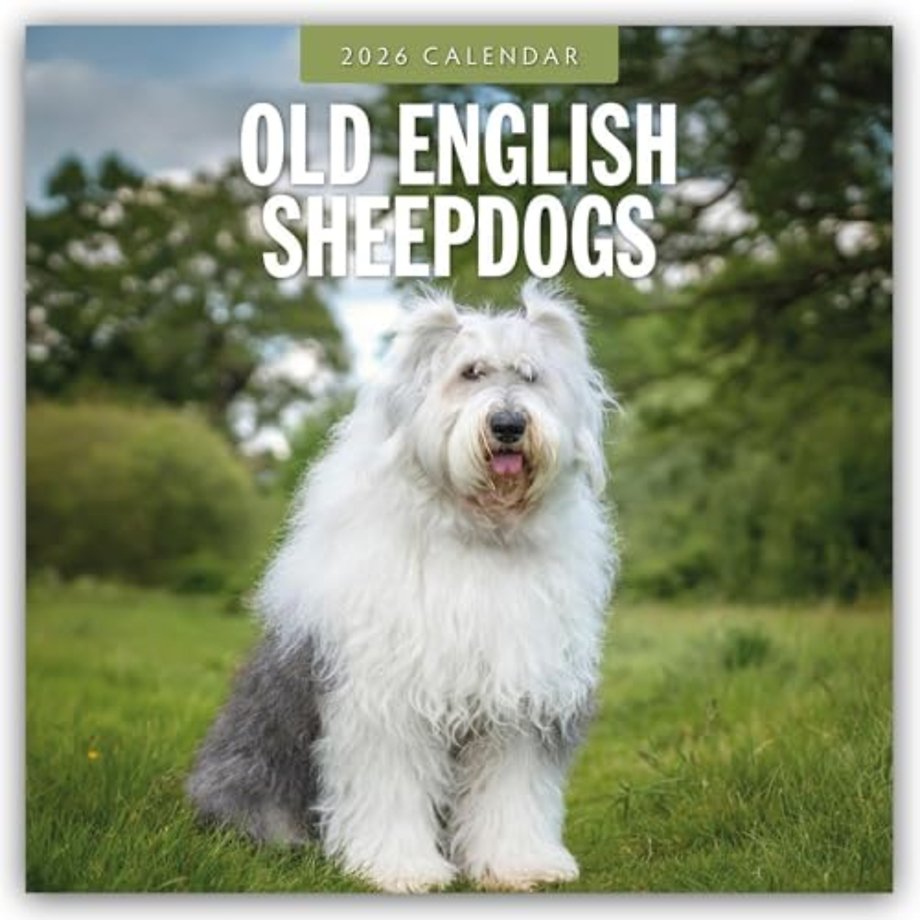 Old English Sheepdogs 2026 Square Wall Calendar