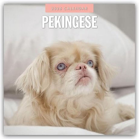 Pekingese 2026 Square Wall Calendar