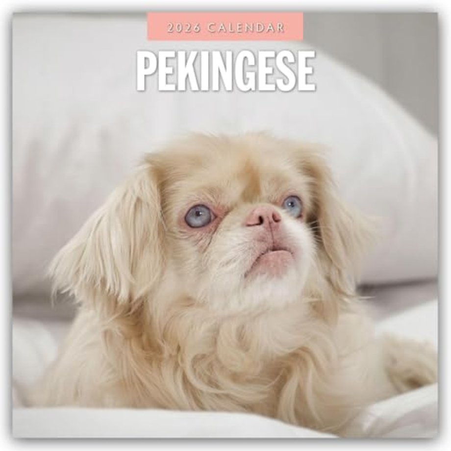 Pekingese 2026 Square Wall Calendar