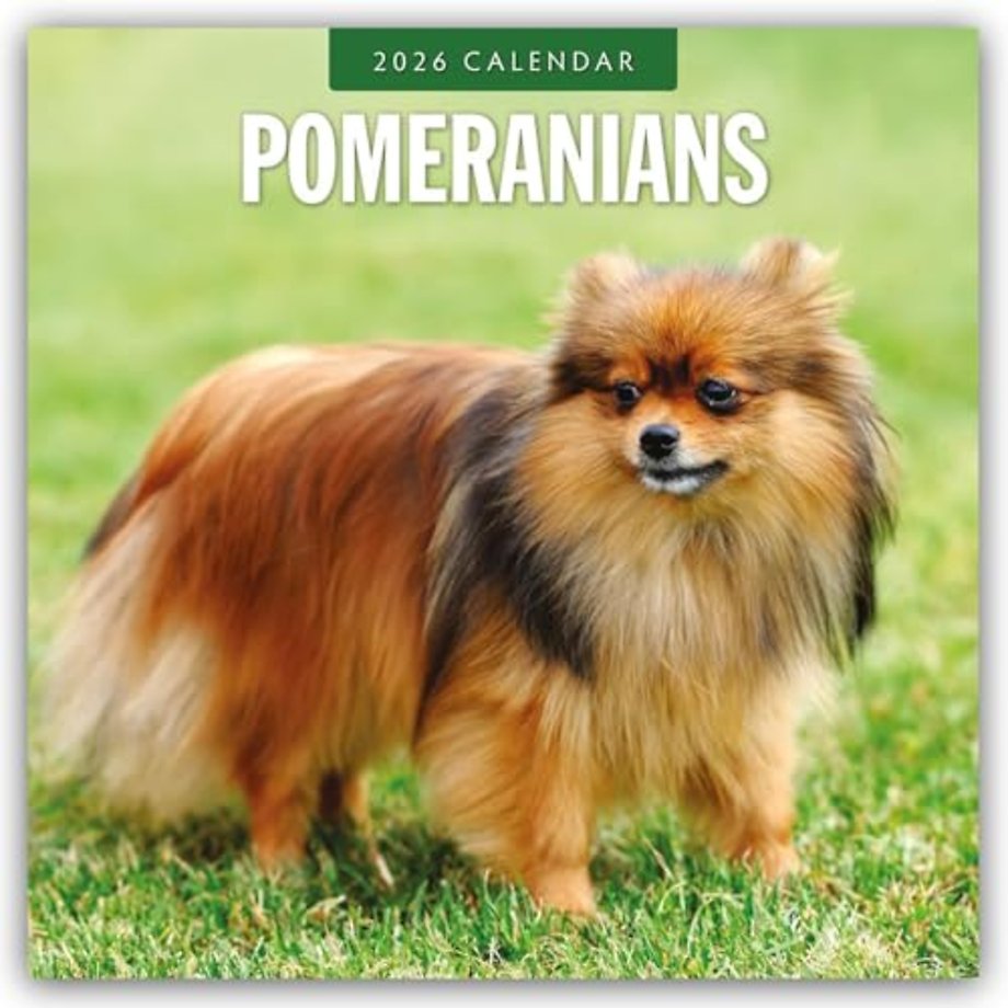 Pomeranians 2026 Square Wall Calendar