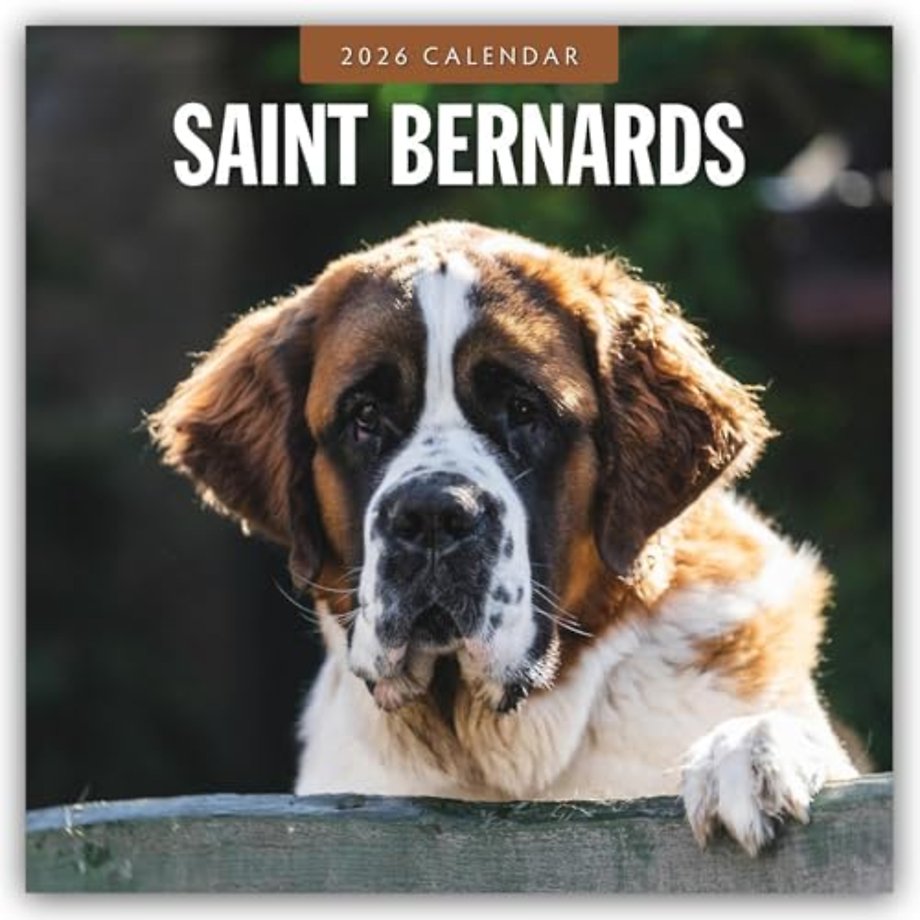 Saint Bernards 2026 Square Wall Calendar