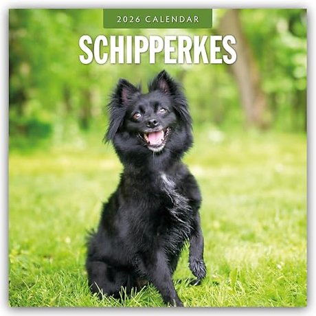 Schipperkes 2026 Square Wall Calendar