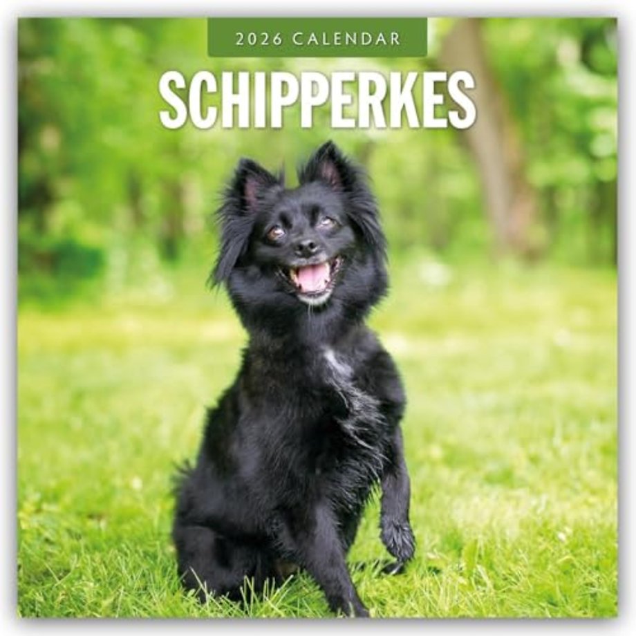 Schipperkes 2026 Square Wall Calendar