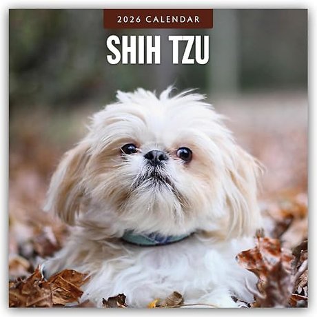Shih Tzu 2026 Square Wall Calendar