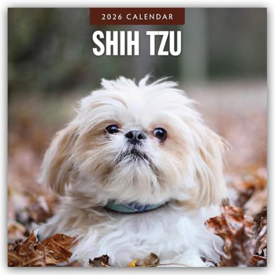 Shih Tzu 2026 Square Wall Calendar
