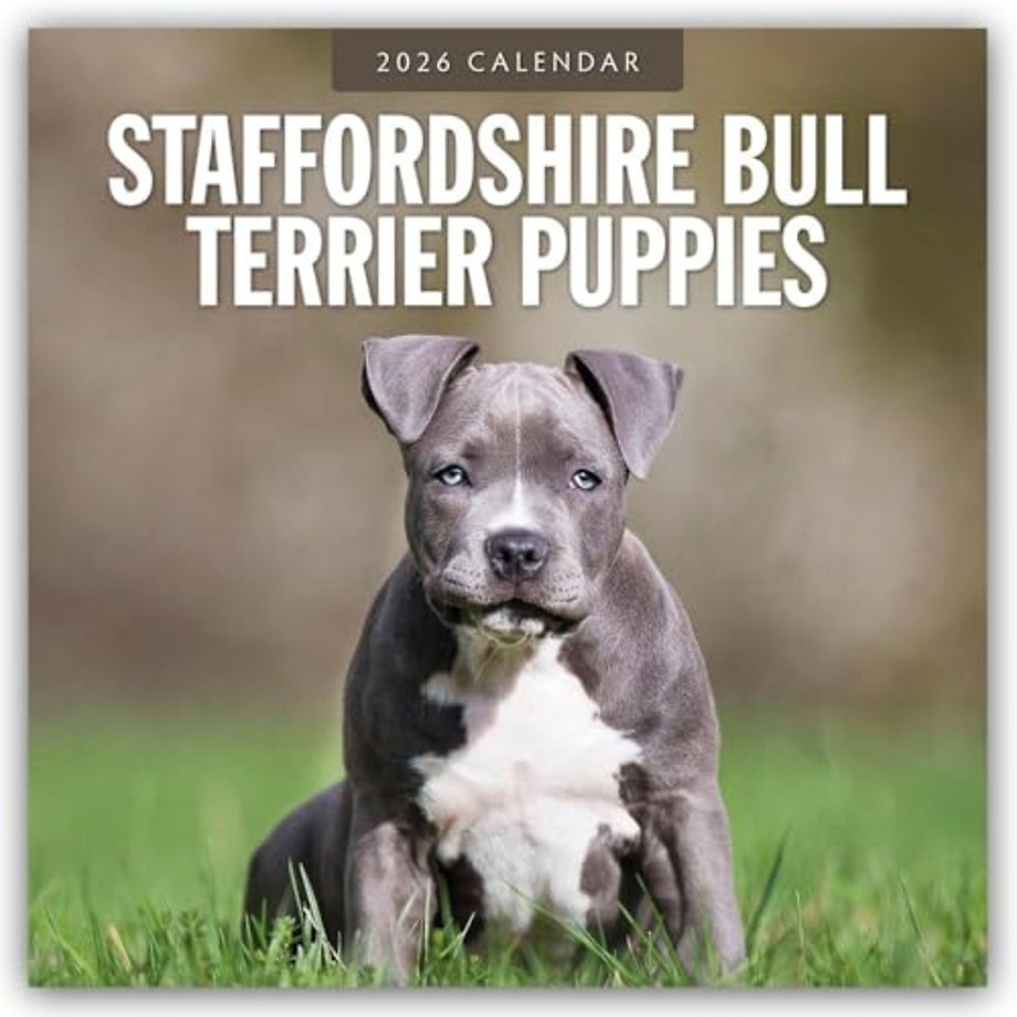 Staffordshire Bull Terrier Puppies 2026 Square Wall Calendar