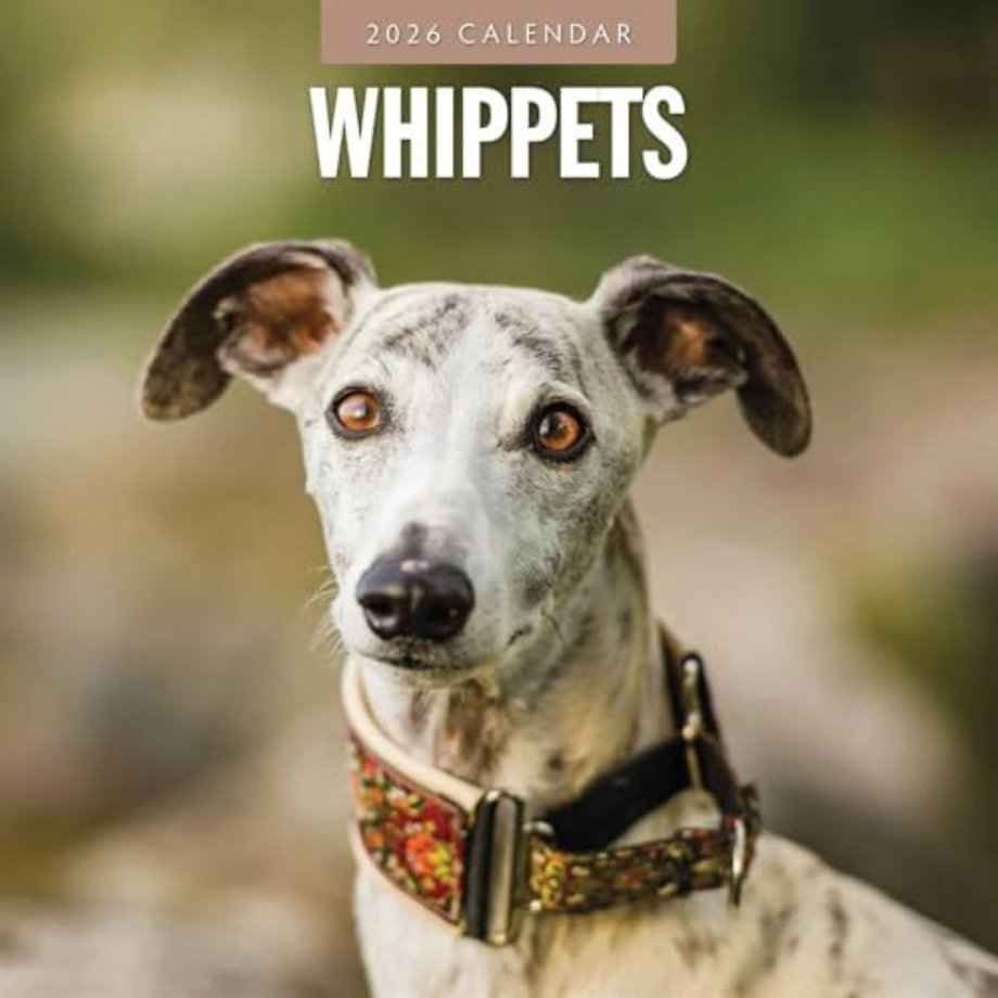 Whippets 2026 Square Wall Calendar