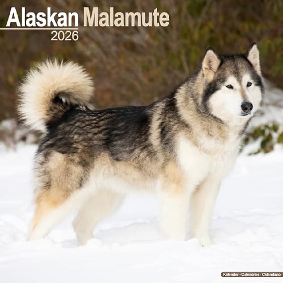 Alaskan Malamute Calendar 2026  Square Dog Breed Wall Calendar - 16 Month