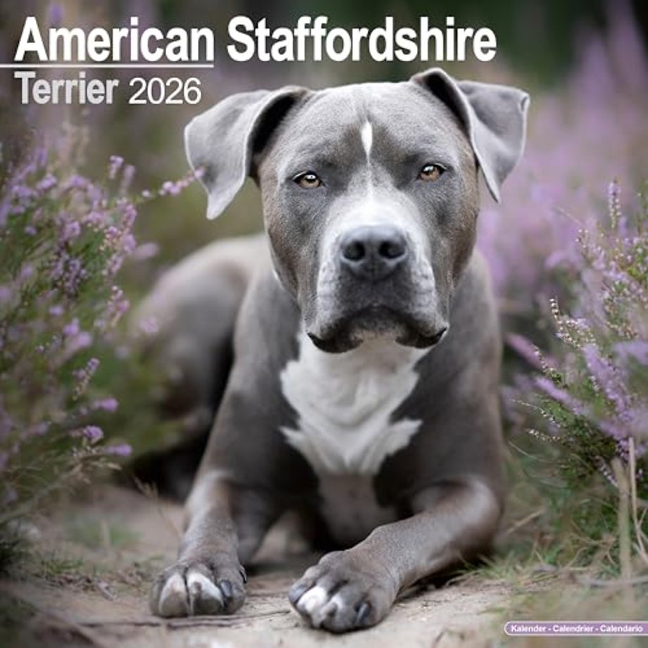 American Staffordshire Terrier Calendar 2026  Square Dog Breed Wall Calendar - 16 Month