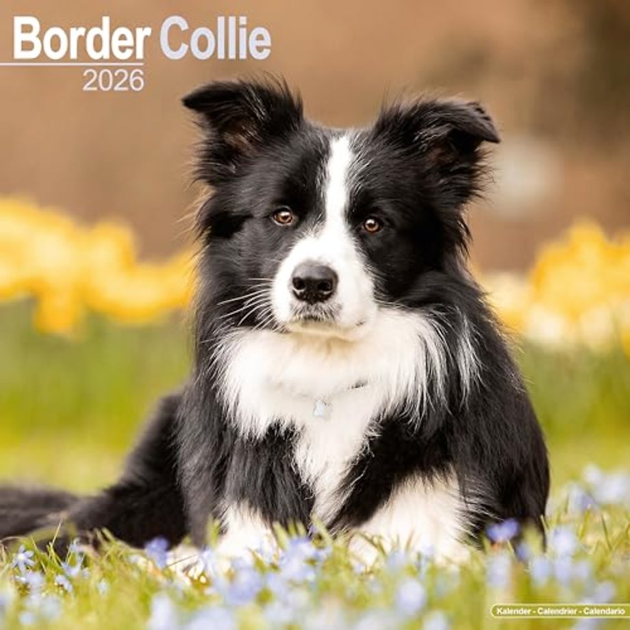 Border Collie Calendar 2026  Square Dog Breed Wall Calendar - 16 Month