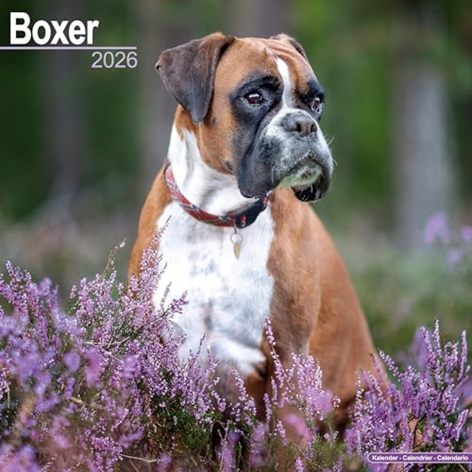 Boxer (Euro) Calendar 2026 Square Dog Breed Wall Calendar - 16 Month