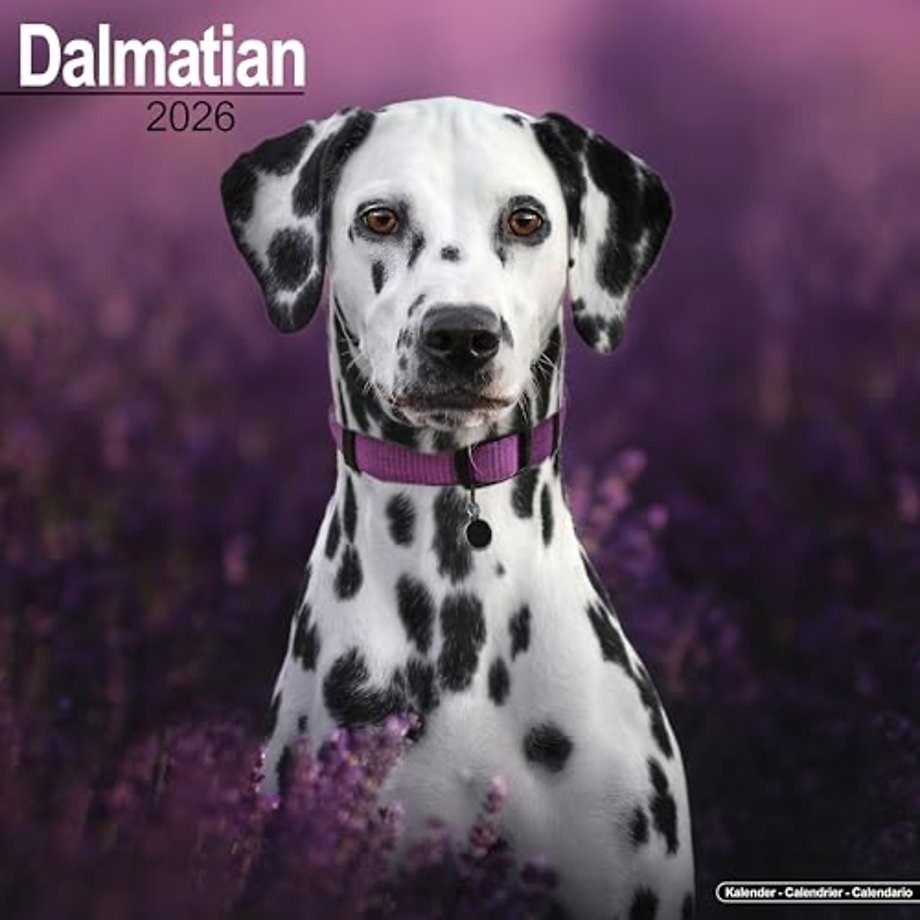 Dalmatian Calendar 2026  Square Dog Breed Wall Calendar - 16 Month