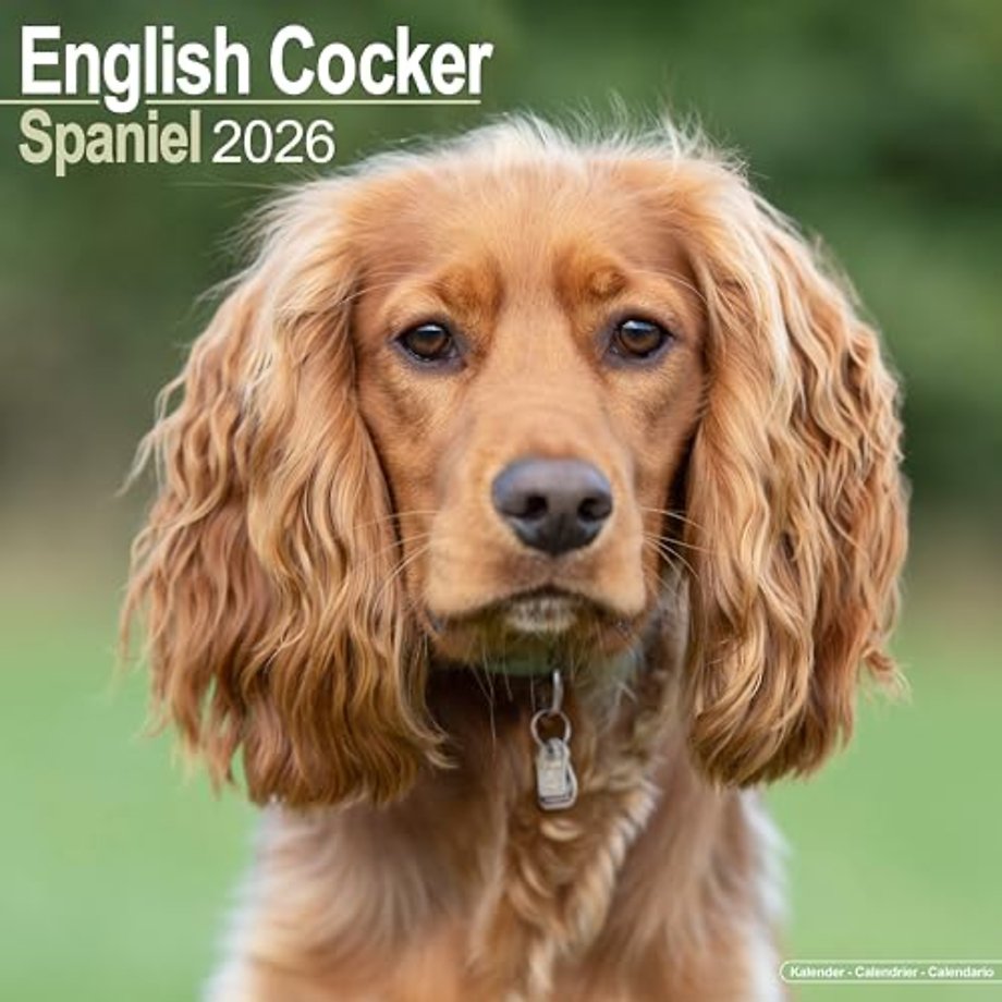 English Cocker Spaniel Calendar 2026  Square Dog Breed Wall Calendar - 16 Month