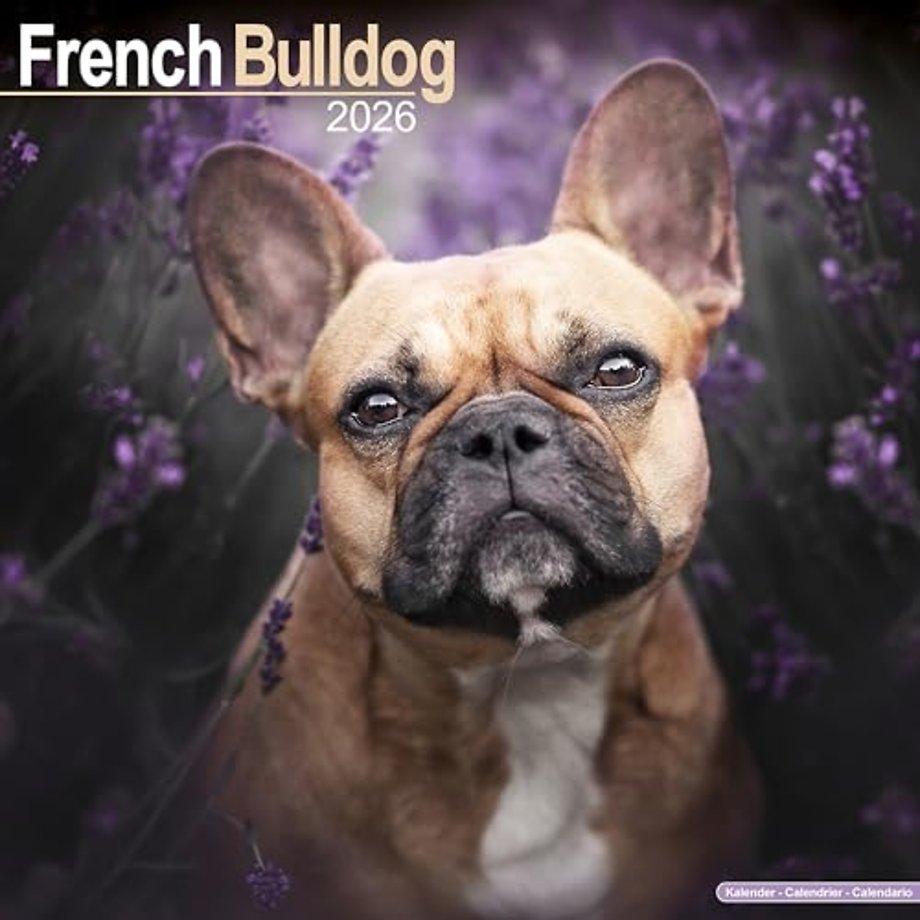 French Bulldog Calendar 2026 Square Dog Breed Wall Calendar - 16 Month