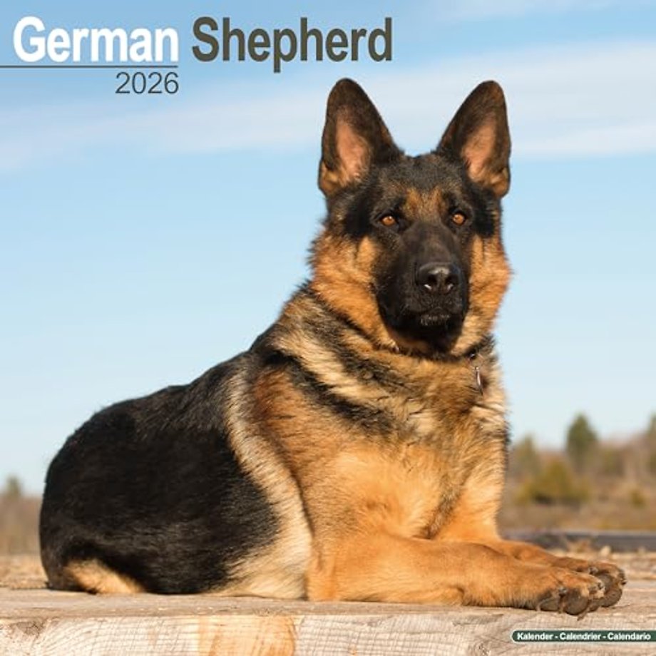 German Shepherd Calendar 2026  Square Dog Breed Wall Calendar - 16 Month