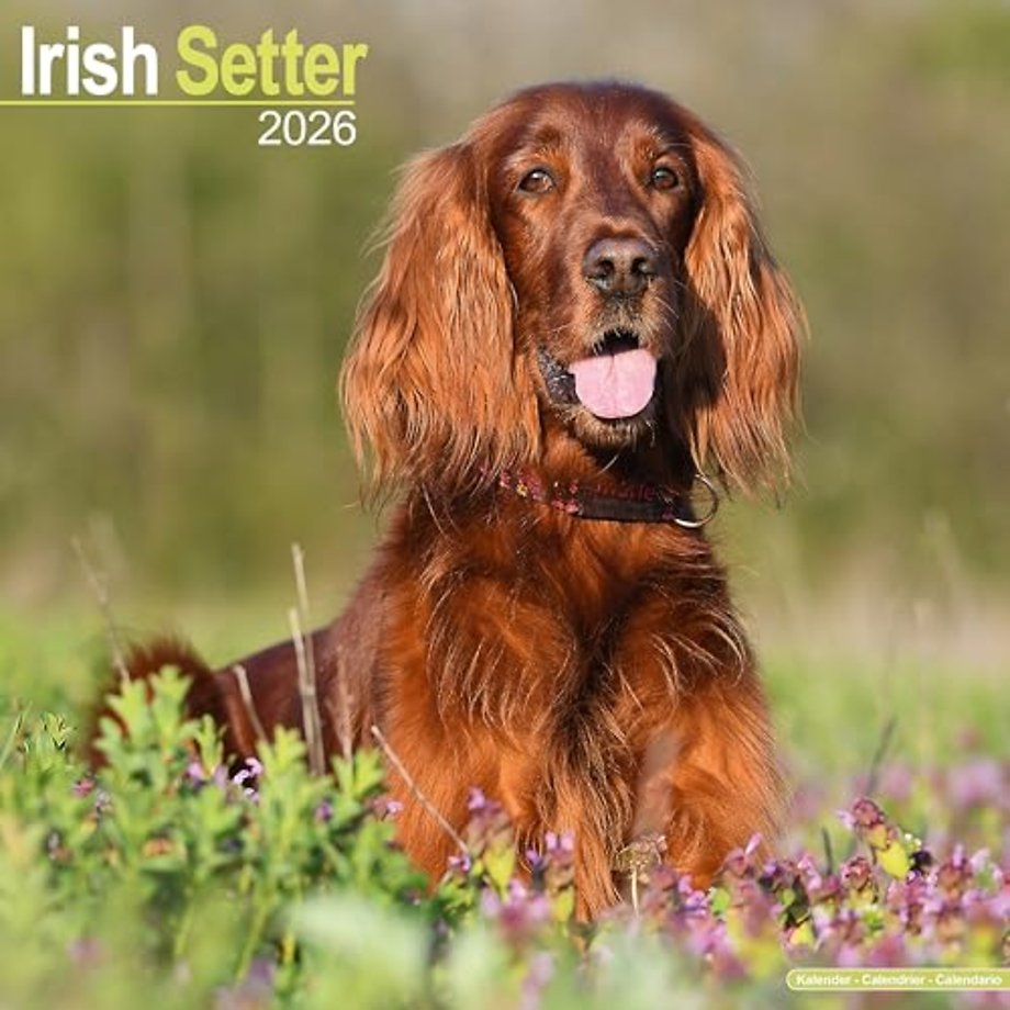 Irish Setter Calendar 2026  Square Dog Breed Wall Calendar - 16 Month
