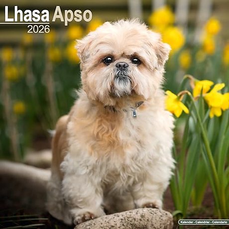 Lhasa Apso Calendar 2026 Square Dog Breed Wall Calendar - 16 Month