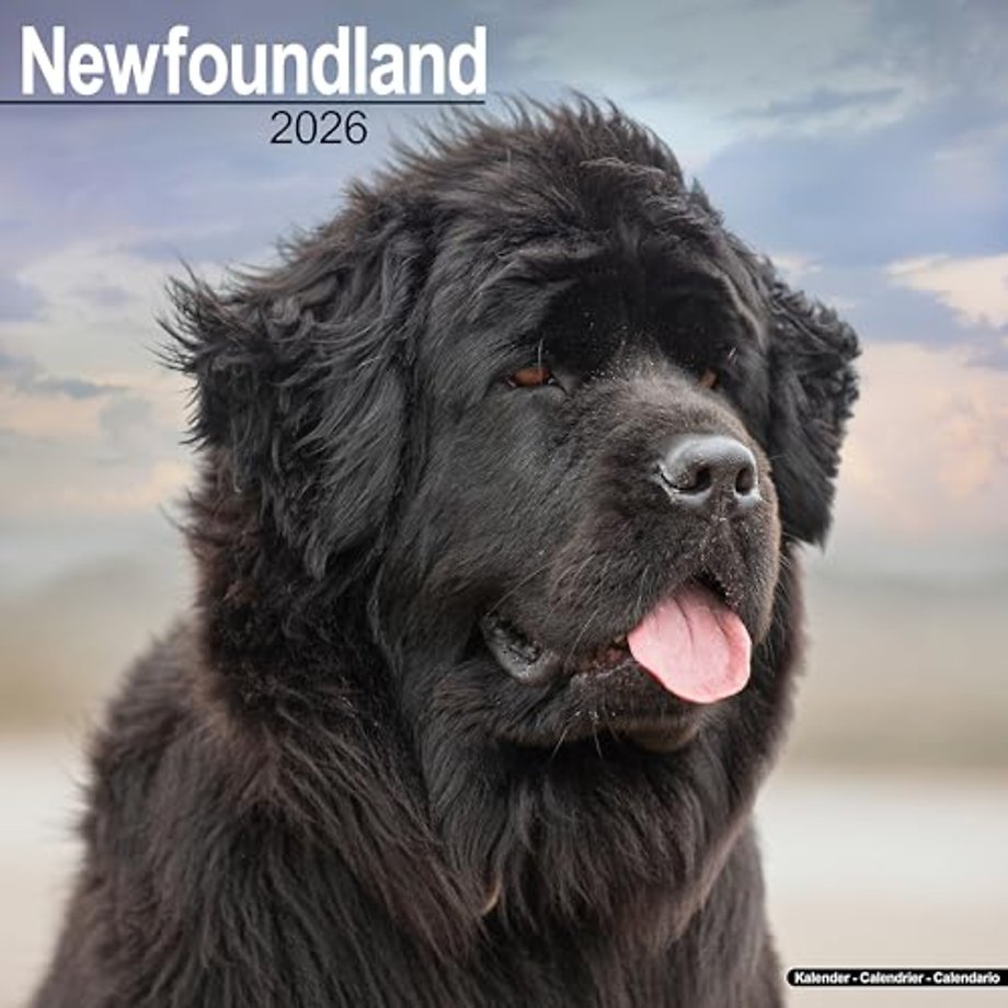 Newfoundland Calendar 2026  Square Dog Breed Wall Calendar - 16 Month