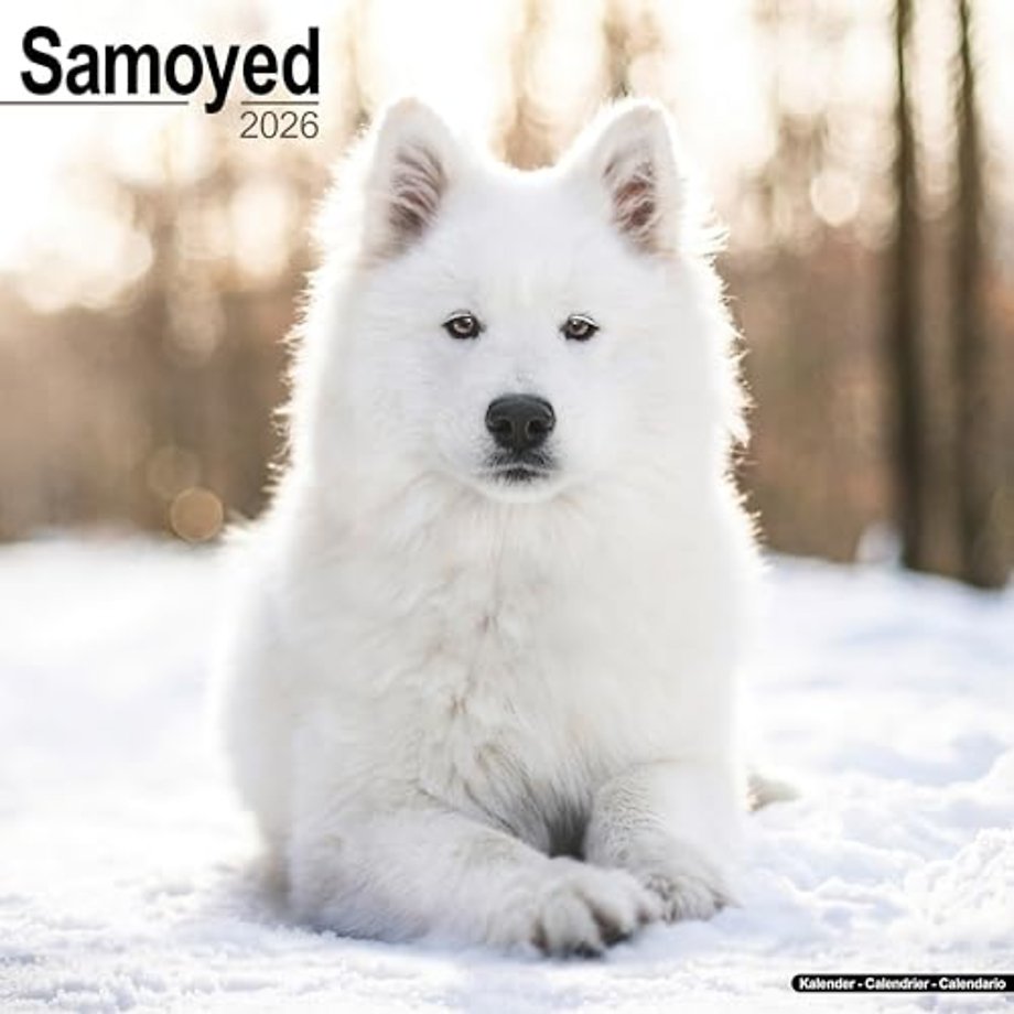 Samoyed Calendar 2026  Square Dog Breed Wall Calendar - 16 Month