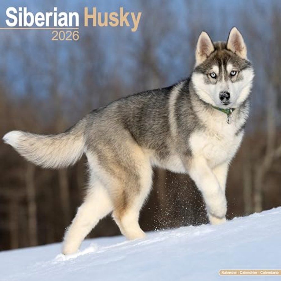 Siberian Husky Calendar 2026 Square Dog Breed Wall Calendar - 16 Month
