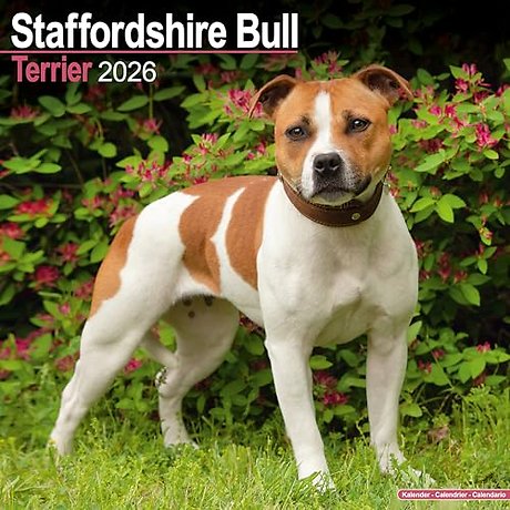 Staffordshire Bull Terrier Calendar 2026 Square Dog Breed Wall Calendar - 16 Month