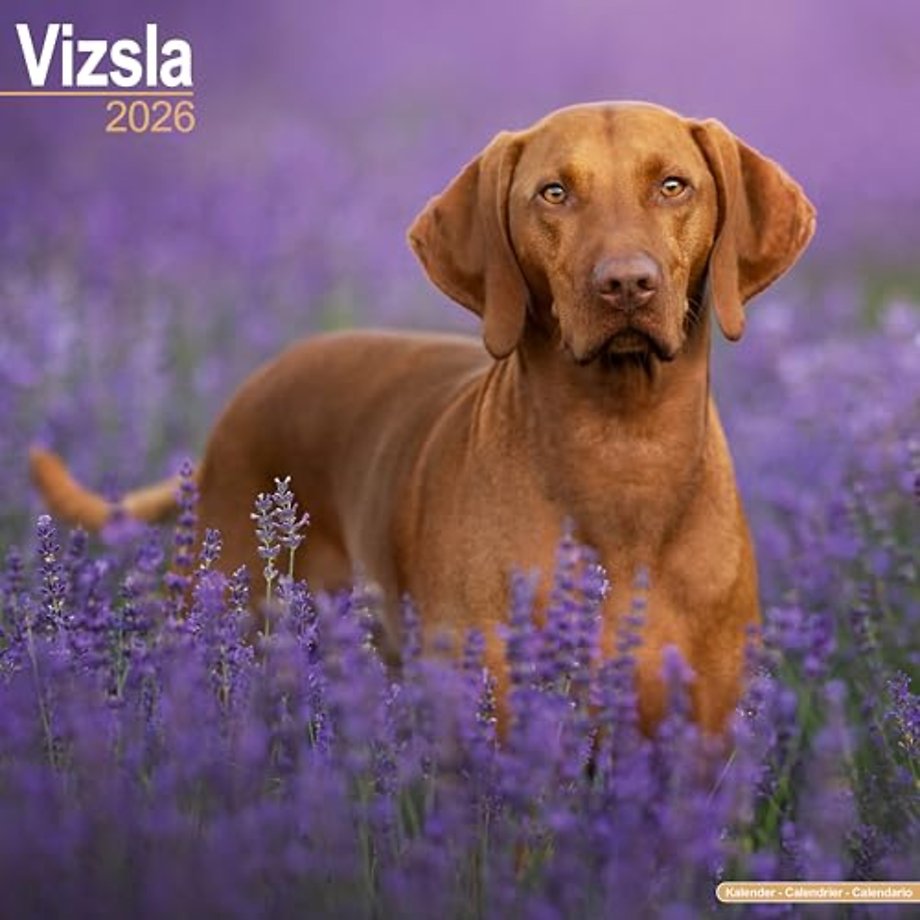 Vizsla Calendar 2026  Square Dog Breed Wall Calendar - 16 Month
