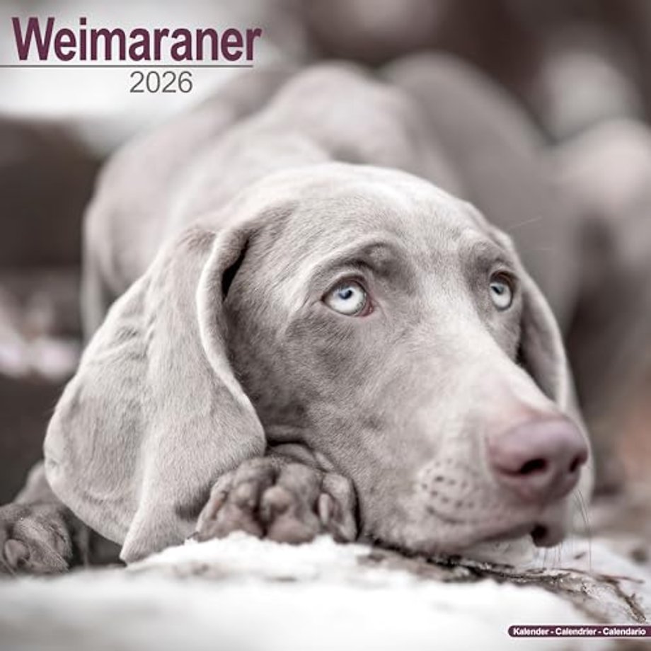 Weimaraner Calendar 2026 Square Dog Breed Wall Calendar - 16 Month