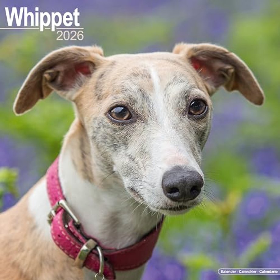 Whippet Calendar 2026  Square Dog Breed Wall Calendar - 16 Month