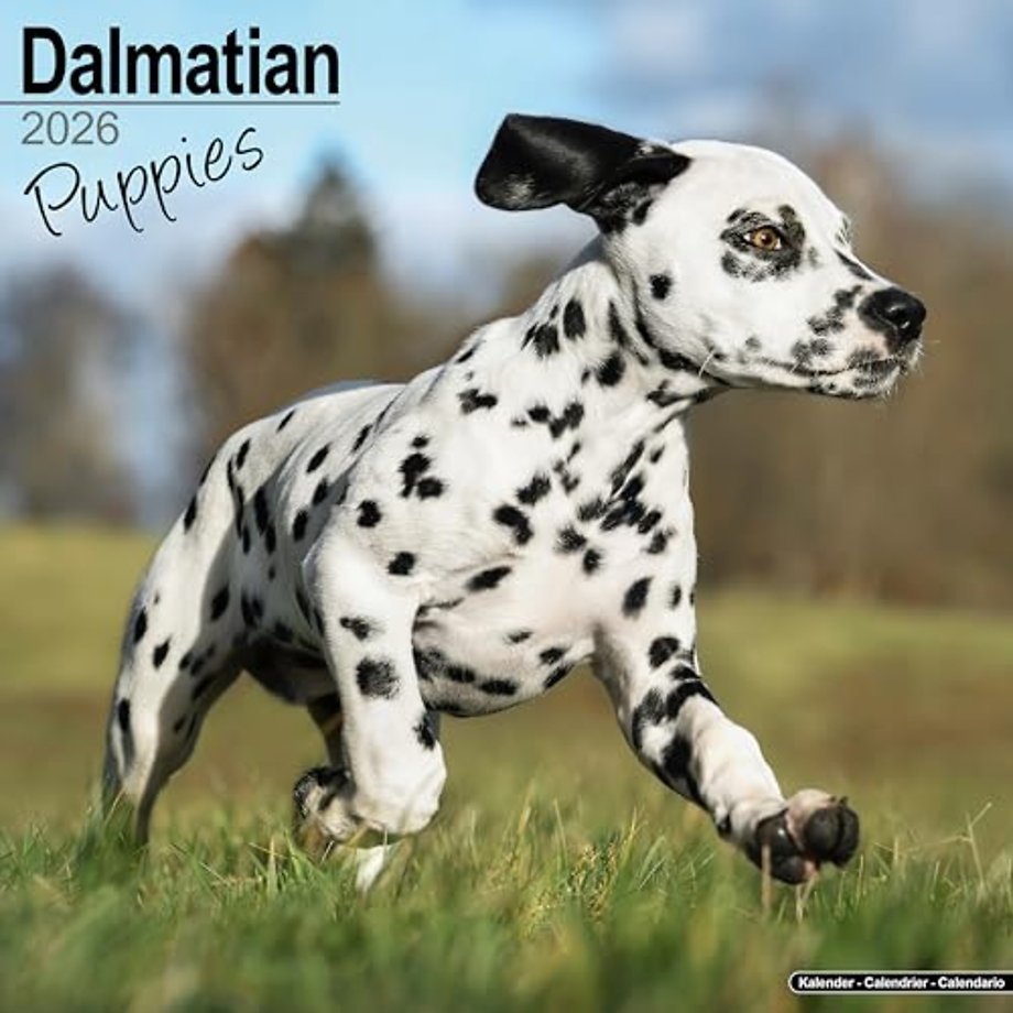 Dalmatian Puppies Calendar 2026  Square Dog Puppy Breed Wall Calendar - 16 Month