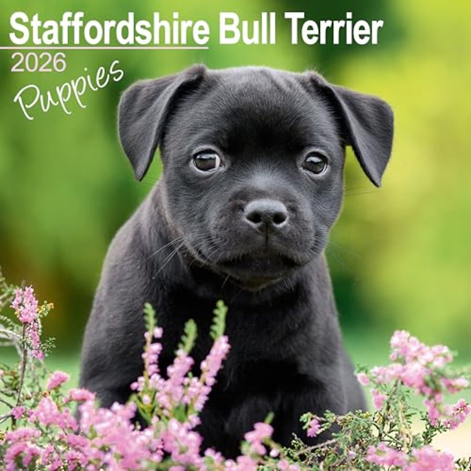Staffordshire Bull Terrier Puppies Calendar 2026  Square Dog Puppy Breed Wall Calendar - 16 Month