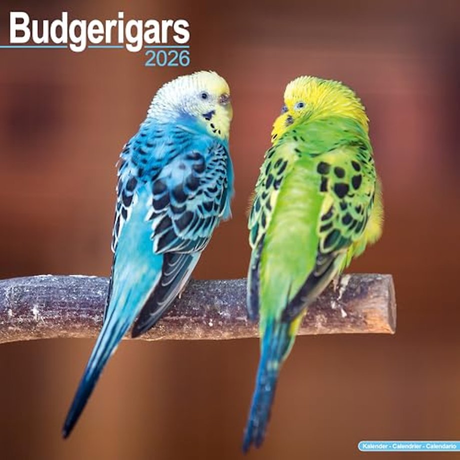 Budgerigars Calendar 2026  Square Bird Wall Calendar - 16 Month