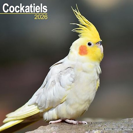 Cockatiels Calendar 2026 Square Bird Wall Calendar - 16 Month