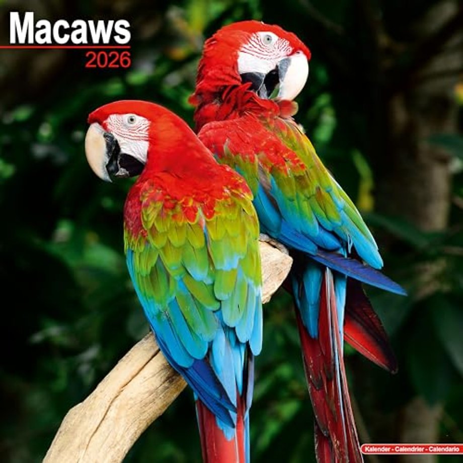 Macaws Calendar 2026  Square Bird Wall Calendar - 16 Month