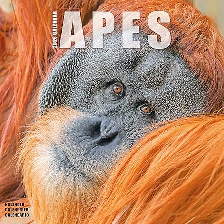 Apes Calendar 2026 Square Animal Wall Calendar - 16 Month