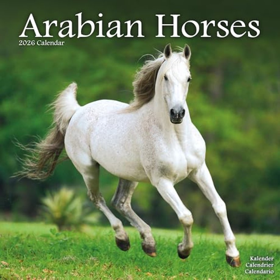 Arabian Horses Calendar 2026  Square Horses Wall Calendar - 16 Month
