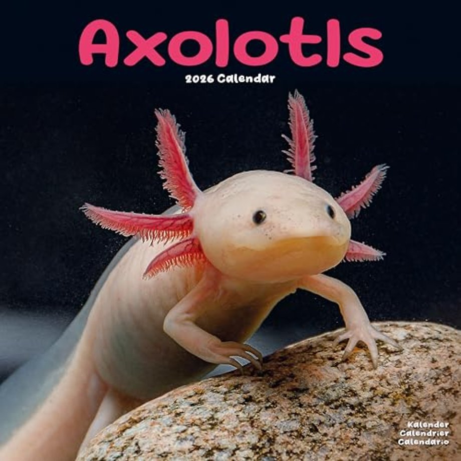 Axolotls Calendar 2026 Square Animal Wall Calendar - 16 Month